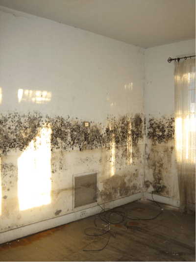 Mold After Water Damage