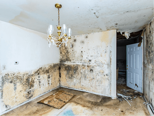 mold in room