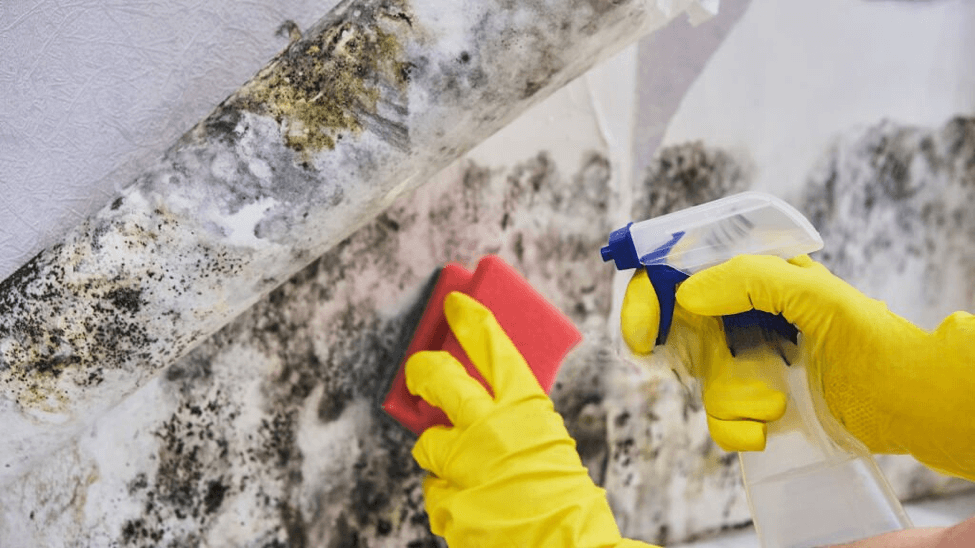 Mold Removal from wall