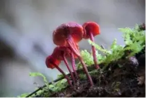 How do Mushrooms Grow in Carpets